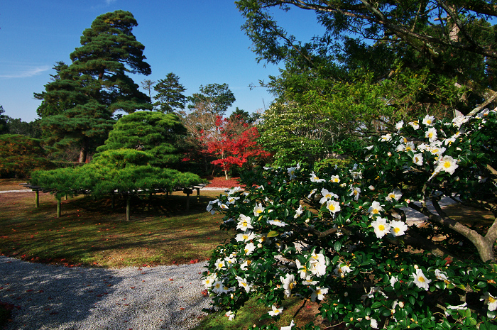 晩秋・修学院離宮2(中離宮編)_f0155048_23181545.jpg