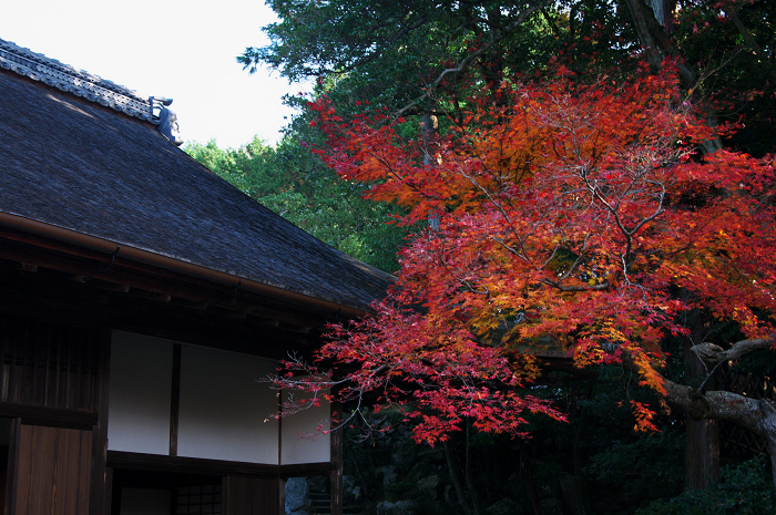 晩秋・修学院離宮2(中離宮編)_f0155048_2318229.jpg