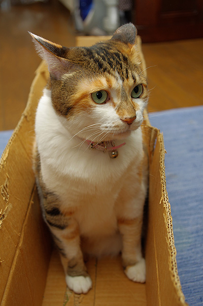Xmasのお約束2010_a0028451_12454292.jpg