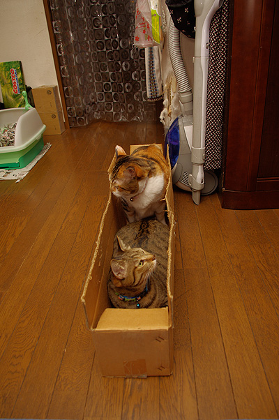 Xmasのお約束2010_a0028451_12534433.jpg