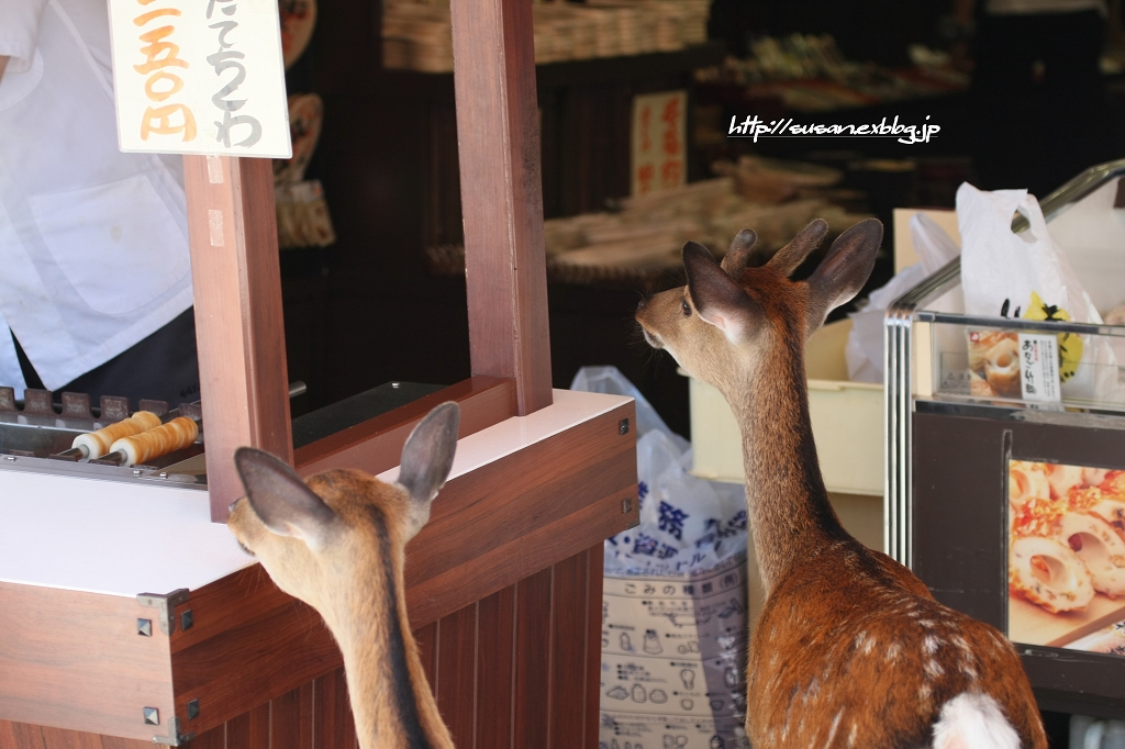 ぼくの夏休みヽ(ﾟ∀ﾟ)ﾉ【21】　宮島・厳島神社へ行ってみる(・∀・)_f0136656_22395942.jpg