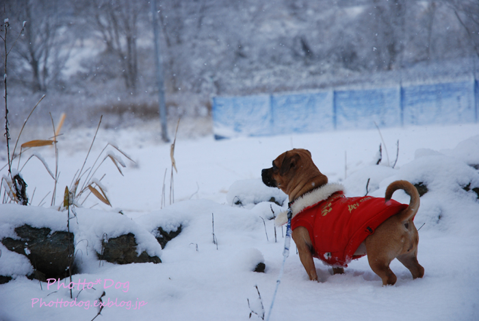 初☆雪遊び♪_f0206270_11561414.jpg