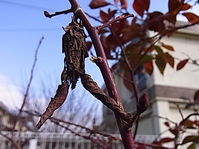 e0181373_2014921.jpg
