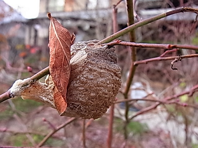 e0181373_2021086.jpg