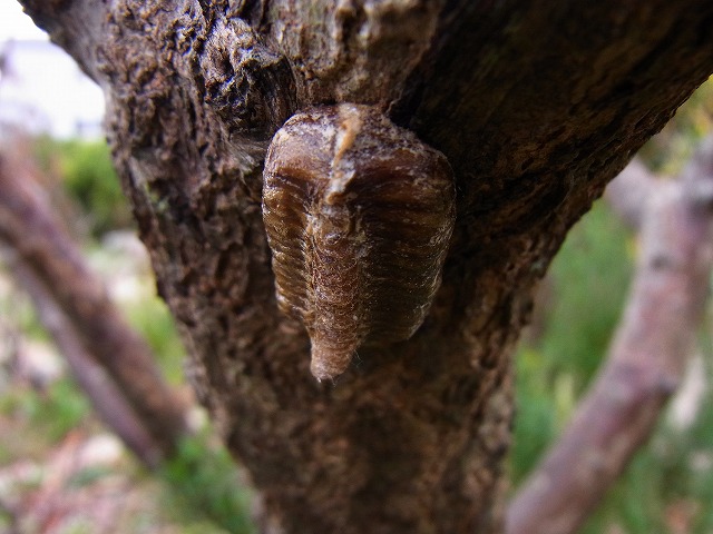 e0181373_2033046.jpg