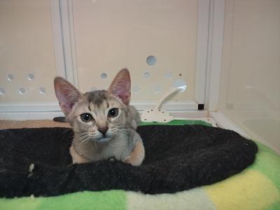 興味 を そそ られる