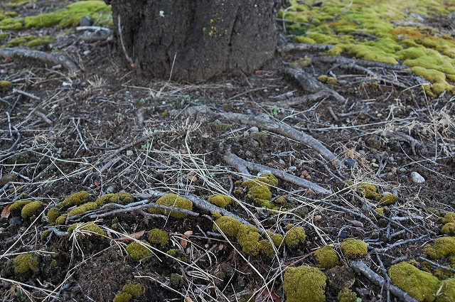 c0212083_17463628.jpg