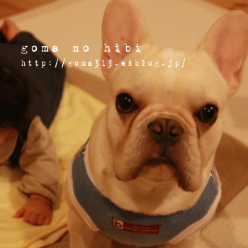 b0180085_17394029.gif