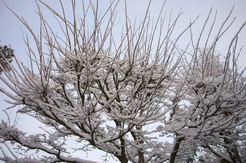 昨日も雪が積もりました～_b0206400_236423.jpg