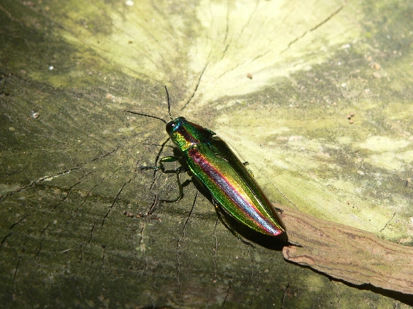 e0002314_03313.jpg