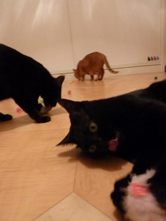 みんにゃで遊ぼう猫 空しぇるのぇるろった編。_a0143140_23251348.jpg