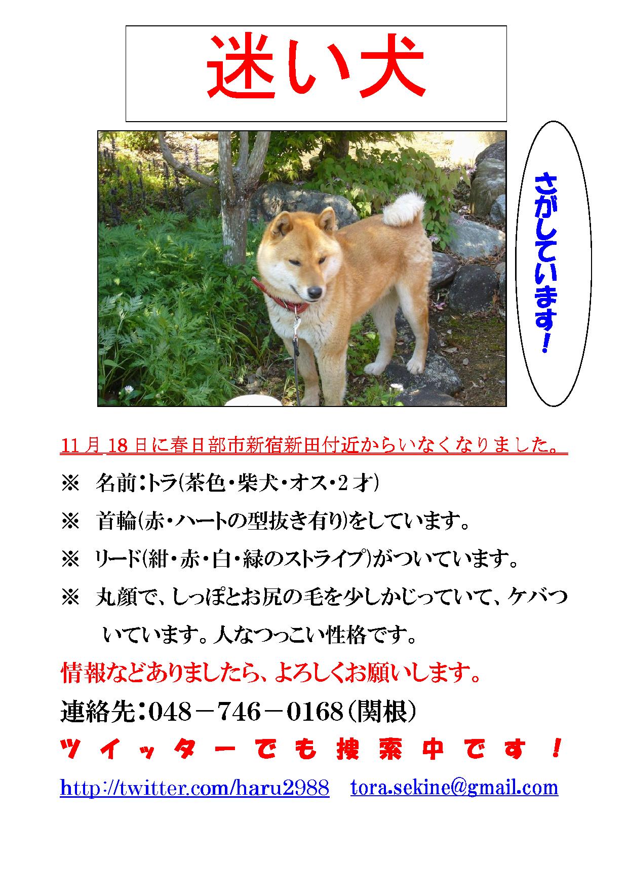 埼玉県春日部市で迷子犬捜索中です。ご協力お願いします!_a0126743_0231958.jpg