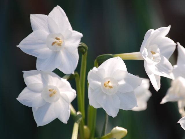 房咲き水仙 フサザキスイセン 新 四季の花 房咲き水仙 フサザキスイセン 新 四季の花