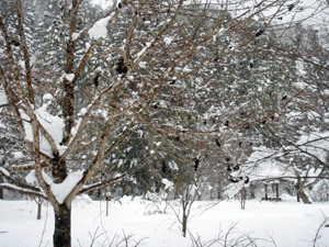 森林科学館除雪_e0148077_10592514.gif