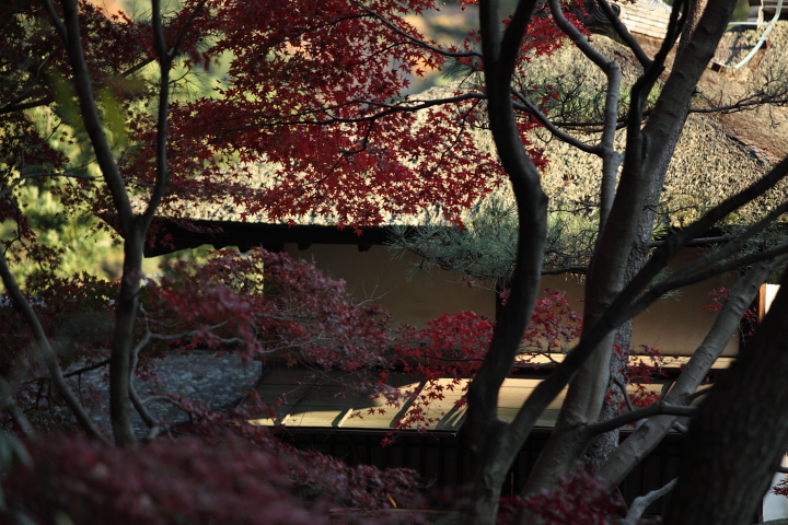 「　燃える師走　」　横浜　三溪園 part5 真冬の紅葉_f0164989_634579.jpg