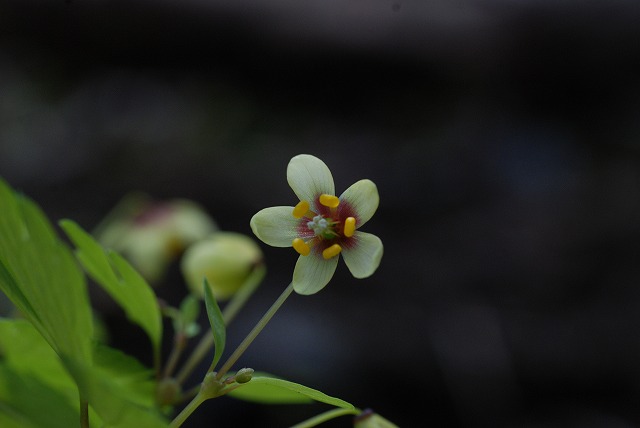 印象に残った花(4)  湖北と伊吹山麓_d0168292_1444388.jpg