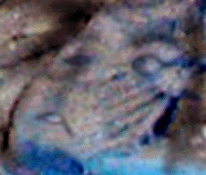 e0103408_1142636.gif