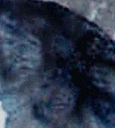 e0103408_1273179.gif