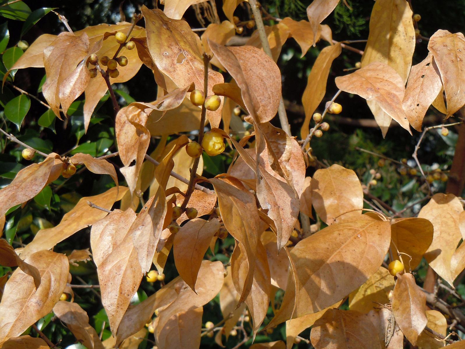葉隠れの蝋梅 : 椿壽菴だより