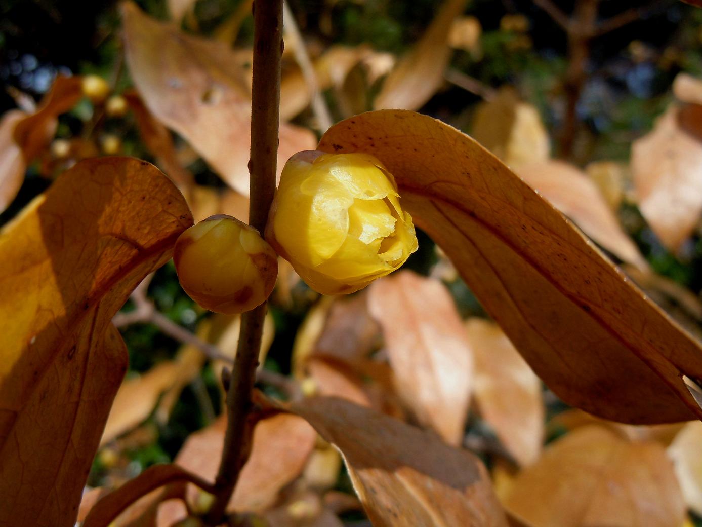 葉隠れの蝋梅 : 椿壽菴だより