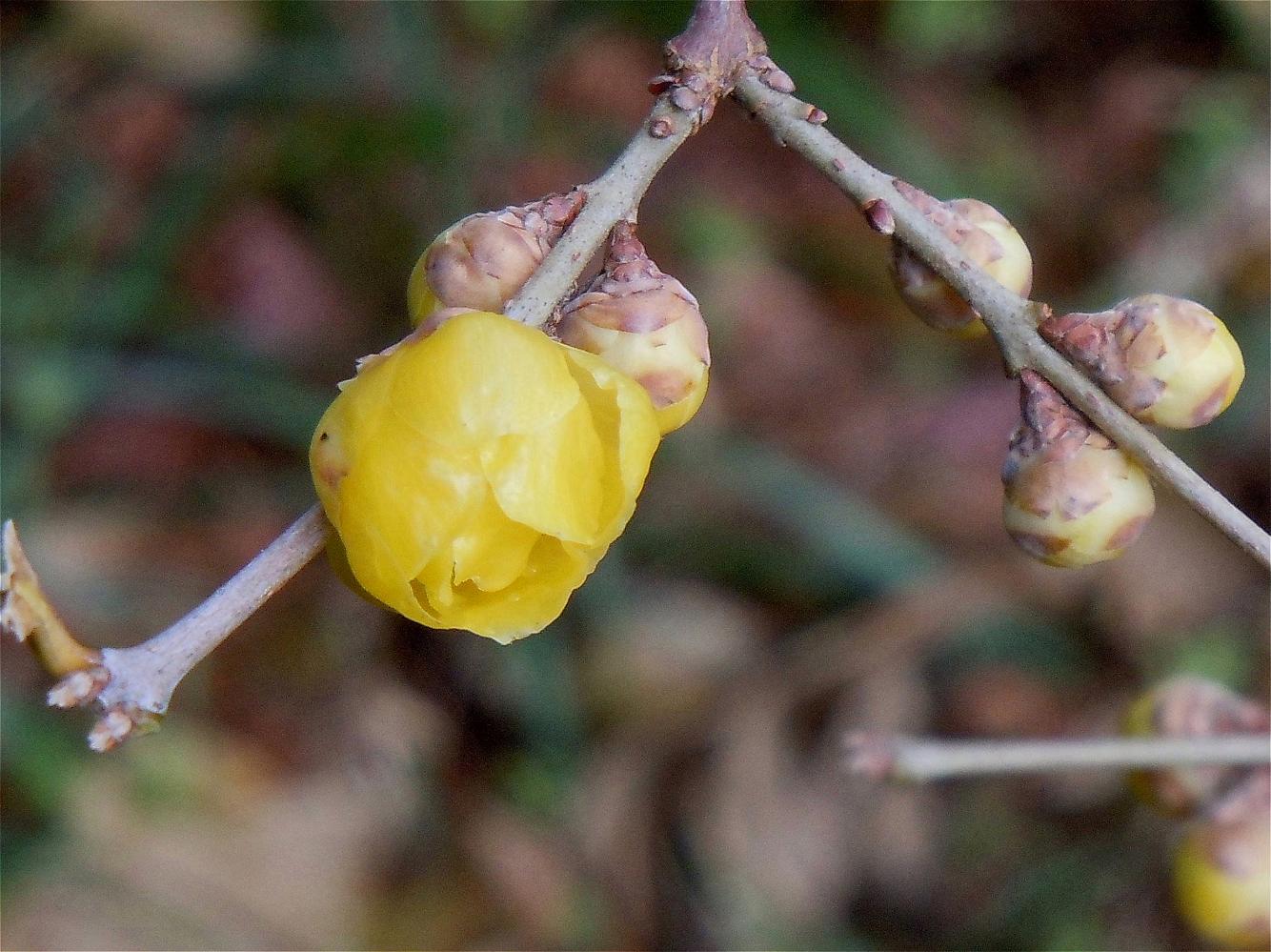葉隠れの蝋梅 : 椿壽菴だより