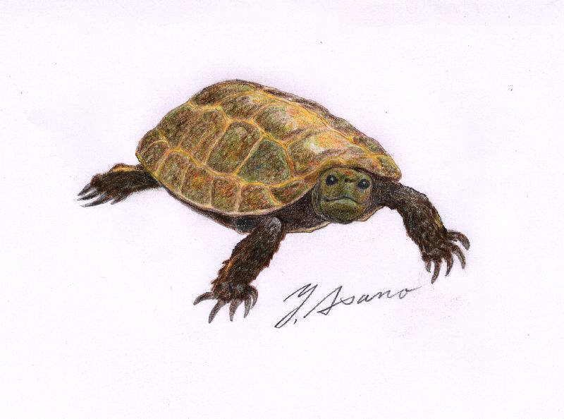 ニホンイシガメ 四季彩日記 The Diary Of Four Seasons Coloring