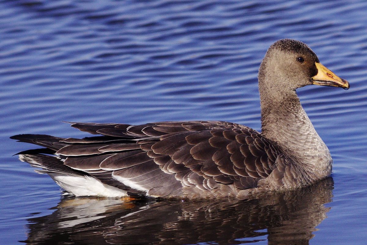 マガンの幼鳥 私のデジタル写真眼