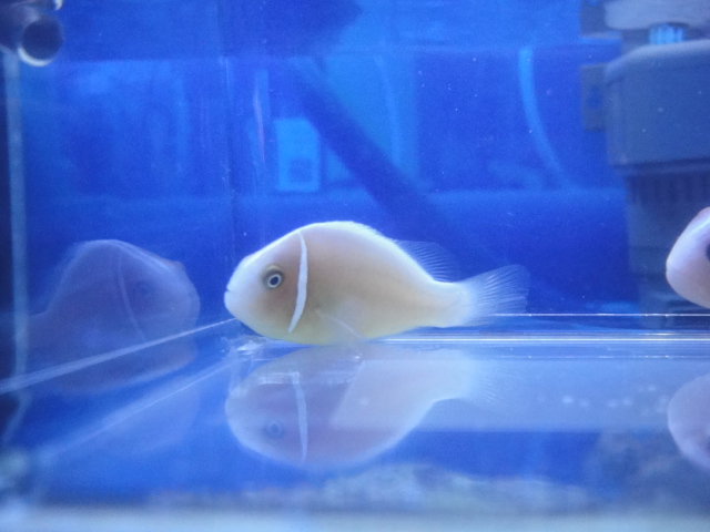 海水魚・熱帯魚・水草_f0189122_12571421.jpg