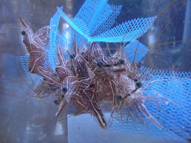 海水魚・熱帯魚・水草_f0189122_12585526.jpg