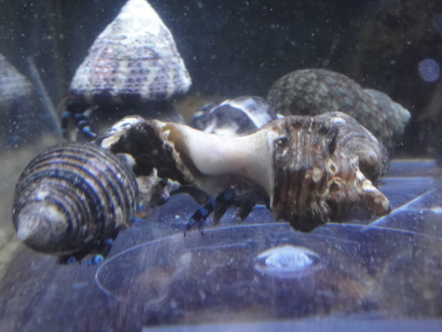 海水魚・熱帯魚・水草_f0189122_12593389.jpg