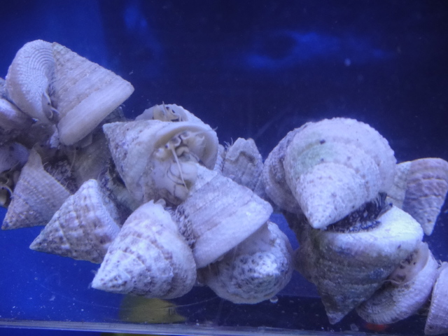 海水魚・熱帯魚・水草_f0189122_1301469.jpg