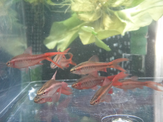 海水魚・熱帯魚・水草_f0189122_131631.jpg
