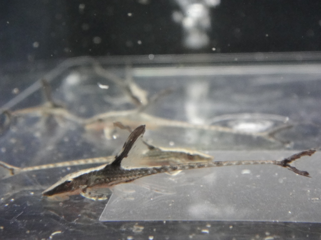 海水魚・熱帯魚・水草_f0189122_1344810.jpg