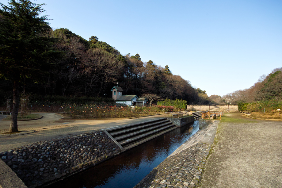 12月の長田谷津（千葉県市川市）～可憐な小鳥たち～_c0223825_22284723.jpg