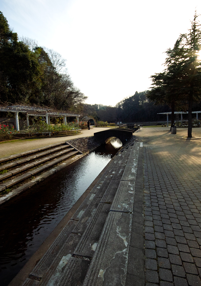 12月の長田谷津（千葉県市川市）～可憐な小鳥たち～_c0223825_22304634.jpg