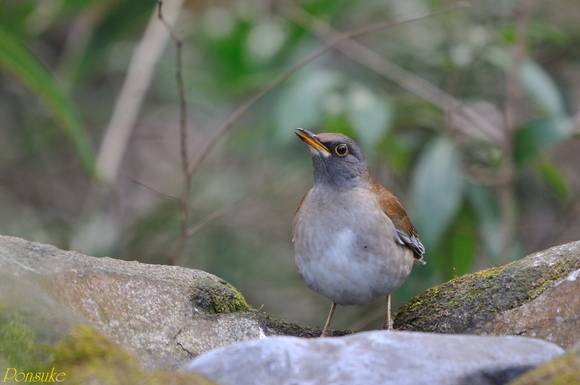 井の頭公園_b0208227_18344659.jpg