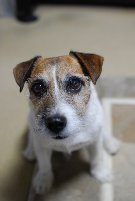 犬って現金_c0099133_15582620.jpg