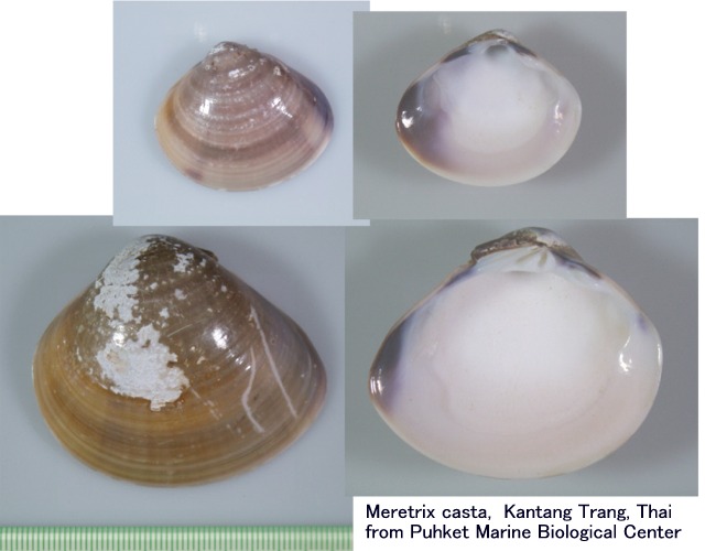 インドハマグリとタマゴハマグリ_e0094349_9301927.jpg