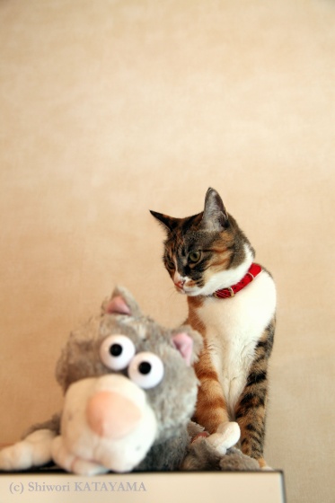 Cats&Dog_d0170980_0513413.jpg