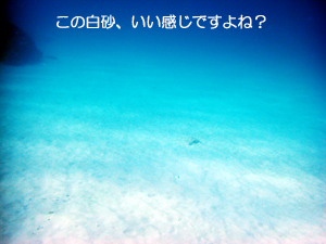 魚がウニに刺される？_f0144385_8111175.jpg