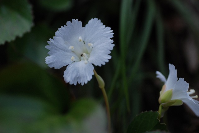 印象に残った花（5）　伊吹山麓_d0168292_1434847.jpg