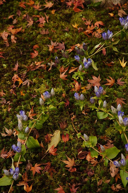 明月院の紅葉_b0145398_2248546.jpg