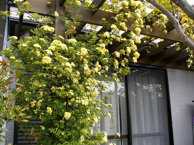 a0123003_0143472.jpg