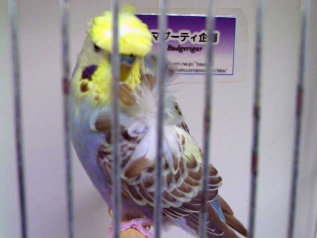 c0194711_22465789.jpg