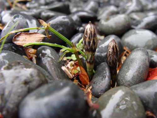 スヌーピーの飛行船を発見 ♪_f0223914_20401193.jpg