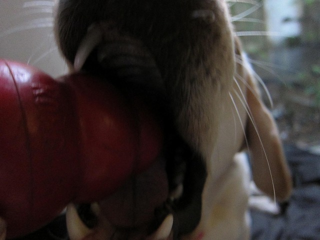 e0192217_91234.jpg
