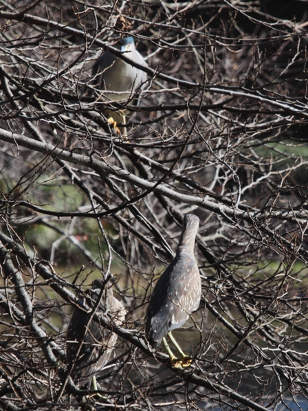 2010年12月30日　水鳥が長閑に浮かぶいつもの池　in Tokyo_d0129921_19444134.jpg