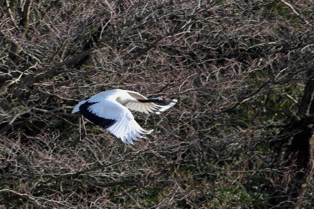 ２０１０年　思い出の鳥撮り_b0179023_15403683.jpg