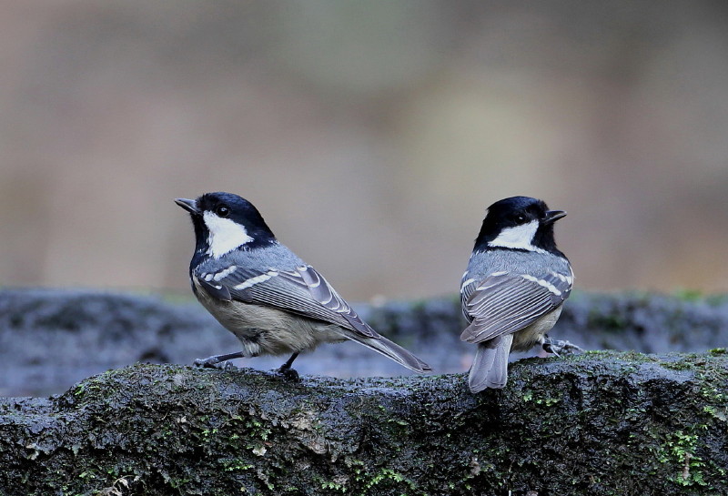 ２０１０年　思い出の鳥撮り_b0179023_15544973.jpg