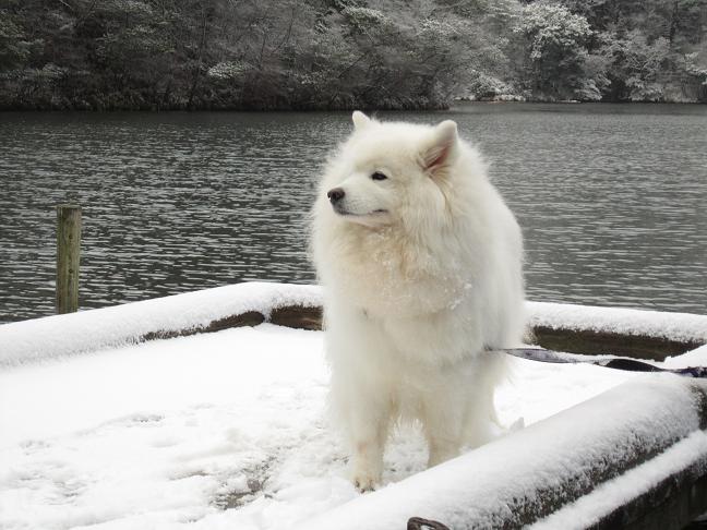 この冬初めての雪遊び～♪_b0177436_23172640.jpg